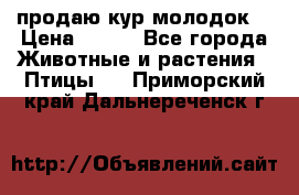 продаю кур молодок. › Цена ­ 320 - Все города Животные и растения » Птицы   . Приморский край,Дальнереченск г.